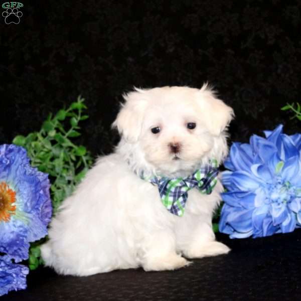 Felix-Teacup, Maltese Puppy