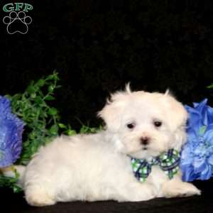 Felix-Teacup, Maltese Puppy