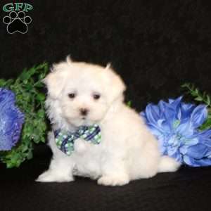 Felix-Teacup, Maltese Puppy