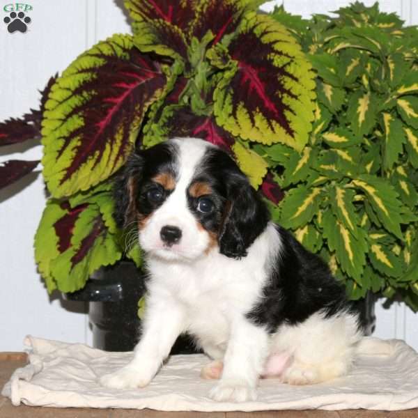 Ferdinand, Cavalier King Charles Spaniel Puppy