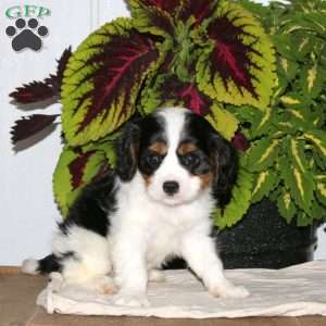 Ferdinand, Cavalier King Charles Spaniel Puppy