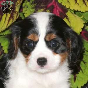 Ferdinand, Cavalier King Charles Spaniel Puppy