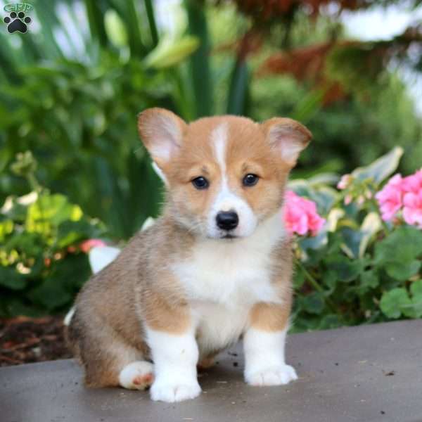 Fergie, Pembroke Welsh Corgi Puppy