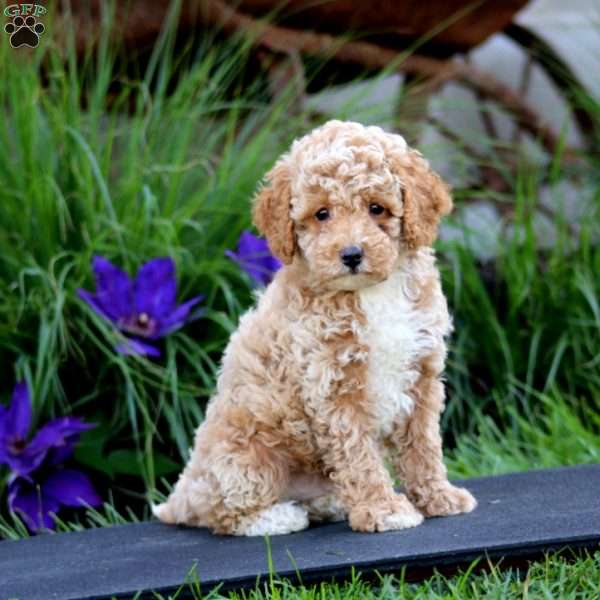 Fergie, Miniature Poodle Puppy