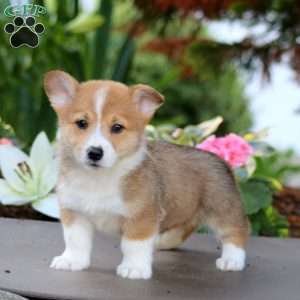 Fergie, Pembroke Welsh Corgi Puppy