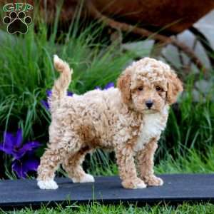 Fergie, Miniature Poodle Puppy