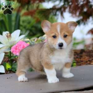 Fergie, Pembroke Welsh Corgi Puppy