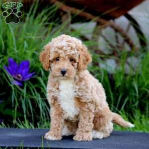 Fergie, Miniature Poodle Puppy