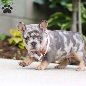 Fern, French Bulldog Puppy