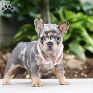Fern, French Bulldog Puppy