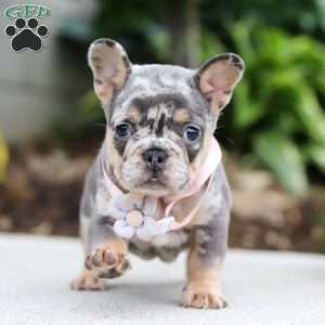 Fern, French Bulldog Puppy