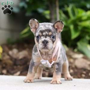 Fern, French Bulldog Puppy
