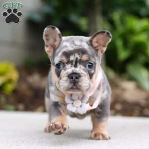 Fern, French Bulldog Puppy