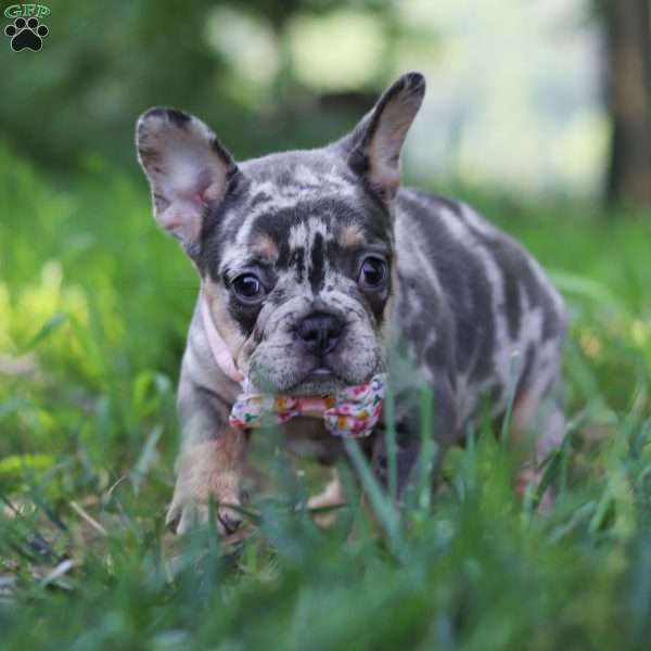 Fern, French Bulldog Puppy