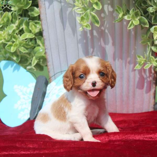 Fern, Cavalier King Charles Spaniel Puppy