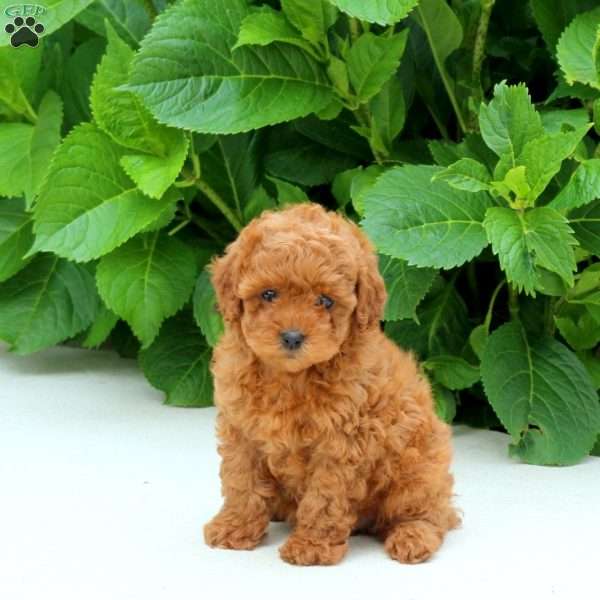 Fern, Toy Poodle Puppy