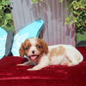 Fern, Cavalier King Charles Spaniel Puppy