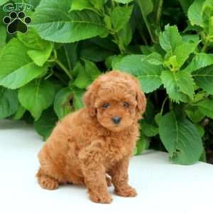 Fern, Toy Poodle Puppy