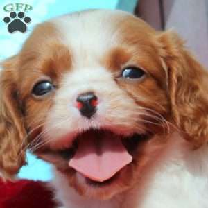 Fern, Cavalier King Charles Spaniel Puppy