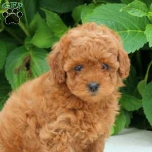 Fern, Toy Poodle Puppy