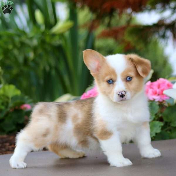 Fern, Pembroke Welsh Corgi Puppy
