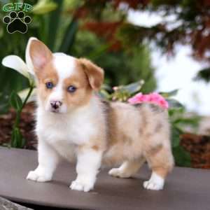 Fern, Pembroke Welsh Corgi Puppy