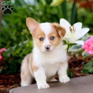 Fern, Pembroke Welsh Corgi Puppy