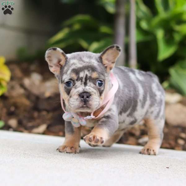 Fern, French Bulldog Puppy