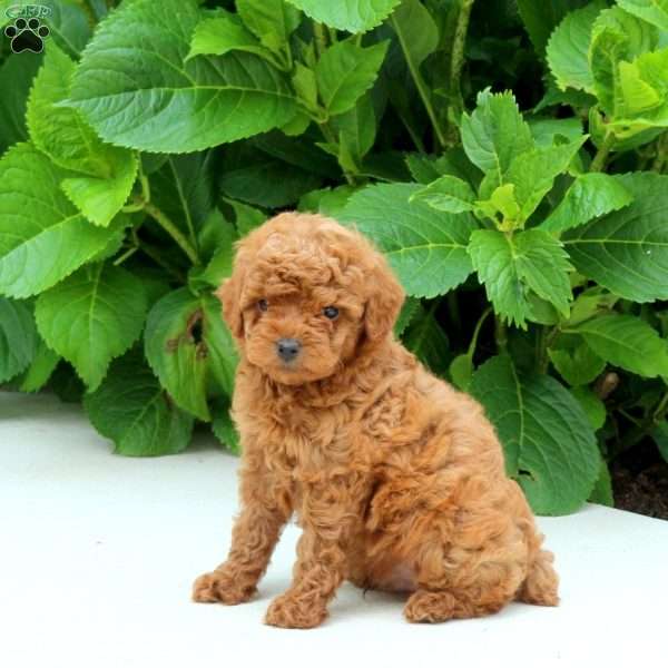 Ferris, Toy Poodle Puppy