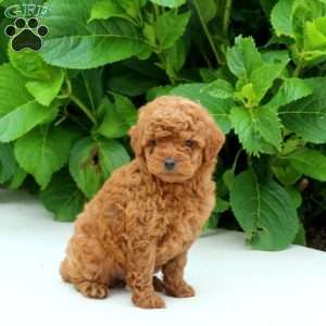 Ferris, Toy Poodle Puppy