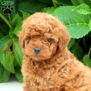 Ferris, Toy Poodle Puppy
