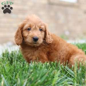 Finn, Mini Goldendoodle Puppy