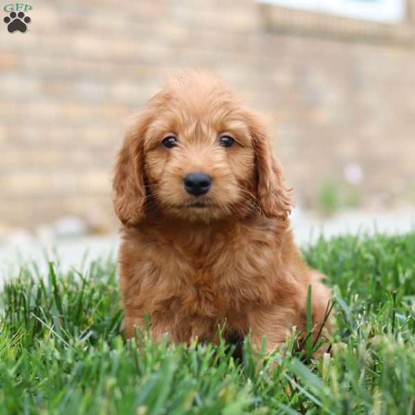 Finn, Mini Goldendoodle Puppy