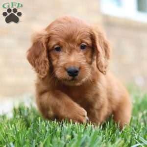 Finn, Mini Goldendoodle Puppy