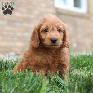 Finn, Mini Goldendoodle Puppy