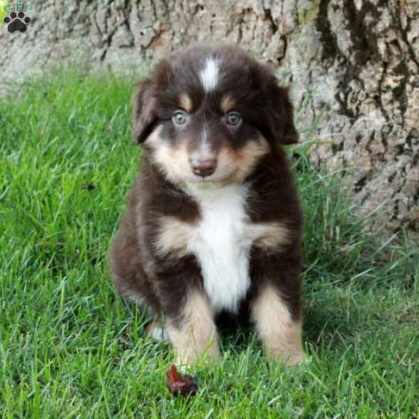 Finn, Australian Shepherd Puppy