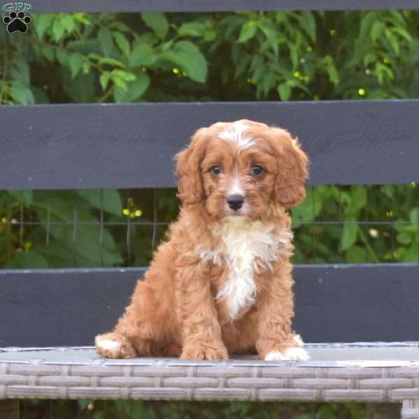 Finn, Cavapoo Puppy