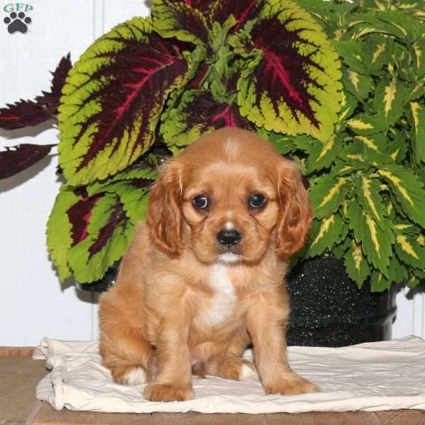 Finn, Cavalier King Charles Spaniel Puppy
