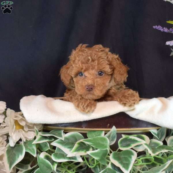 Finn, Toy Poodle Puppy