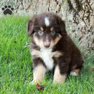 Finn, Australian Shepherd Puppy