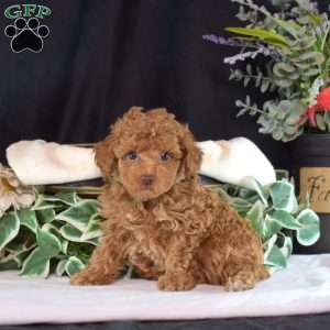 Finn, Toy Poodle Puppy