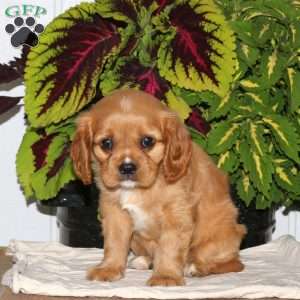 Finn, Cavalier King Charles Spaniel Puppy