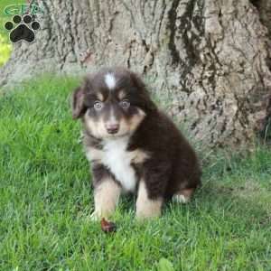 Finn, Australian Shepherd Puppy