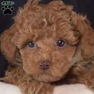 Finn, Toy Poodle Puppy