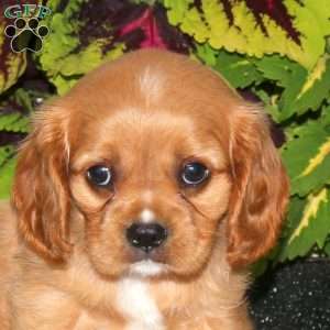 Finn, Cavalier King Charles Spaniel Puppy
