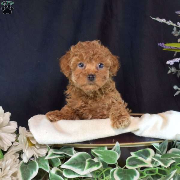 Fiona, Toy Poodle Puppy