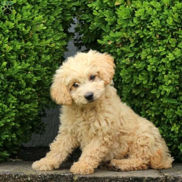 Fiona, Mini Goldendoodle Puppy