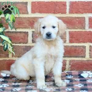 Fiona, Golden Retriever Puppy