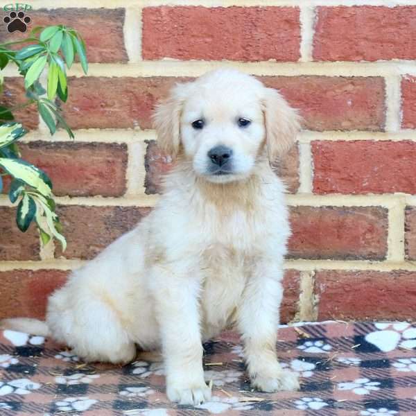 Fiona, Golden Retriever Puppy