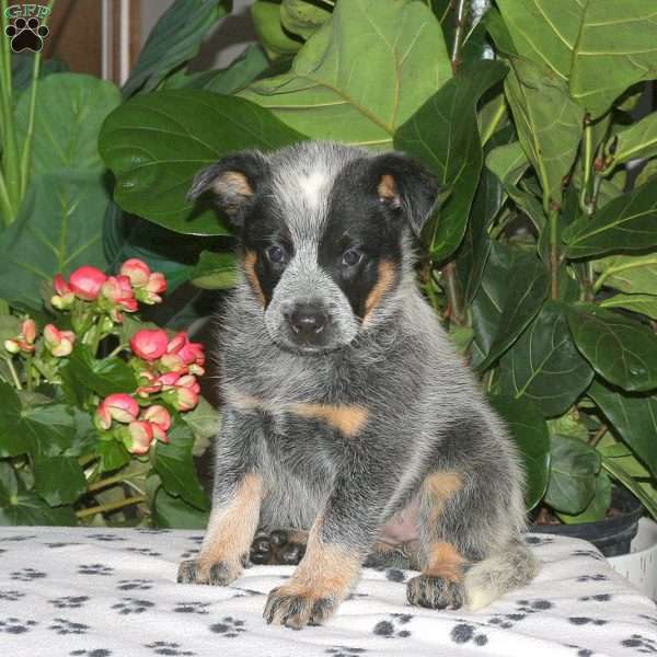 Fiona, Blue Heeler – Australian Cattle Dog Puppy